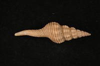 藏品(長旋螺)的圖片